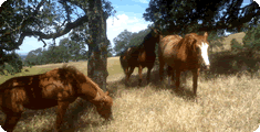 grazing
